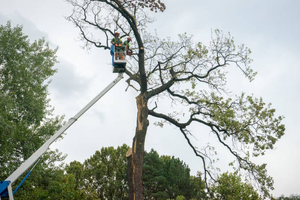 How Our Tree Care Process Works  in  Embreeville, TN